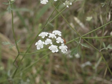 ilkbaharda bitki ve yabani çiçekler, bazı yenilebilir veya infüzyon alınabilir.