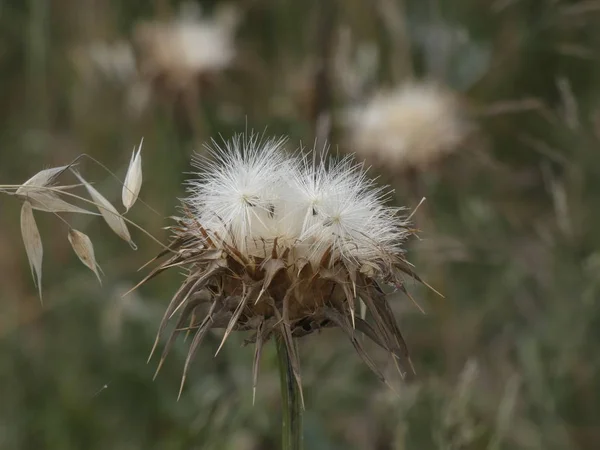 Pflanzen Und Wildblumen Frühling Einige Sind Essbar Oder Können Aufgüssen — Stockfoto