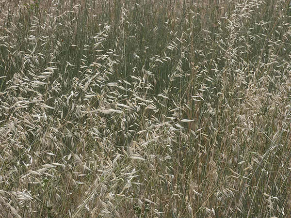 Erba Nel Campo Nella Stagione Primaverile — Foto Stock