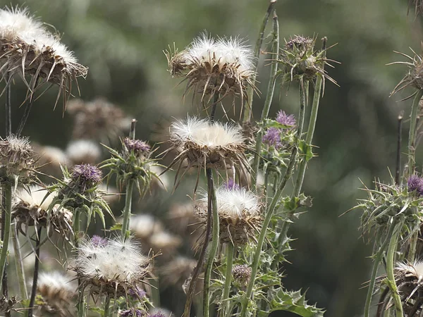 Plantas Flores Silvestres Primavera Algunas Son Comestibles Pueden Tomar Infusiones —  Fotos de Stock