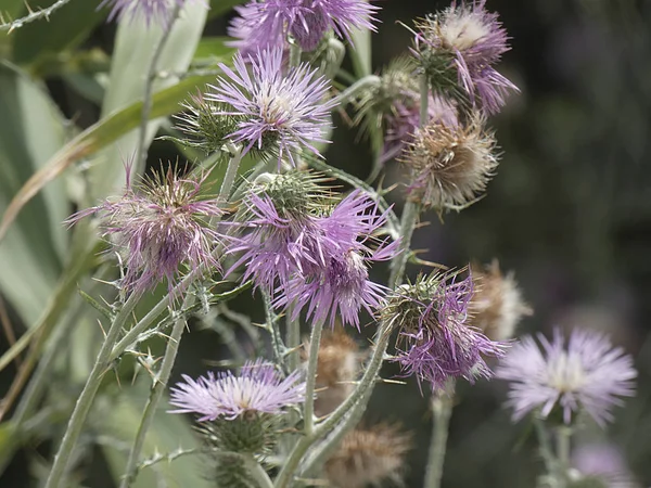 Plantas Flores Silvestres Primavera Algunas Son Comestibles Pueden Tomar Infusiones —  Fotos de Stock