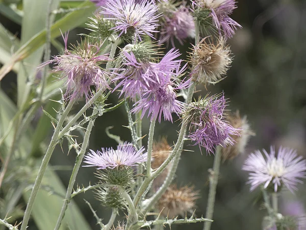 Plantas Flores Silvestres Primavera Algunas Son Comestibles Pueden Tomar Infusiones —  Fotos de Stock