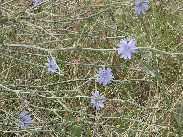 Wildflowers Amelyek Különbözetet Utak Tavasszal — Stock Fotó