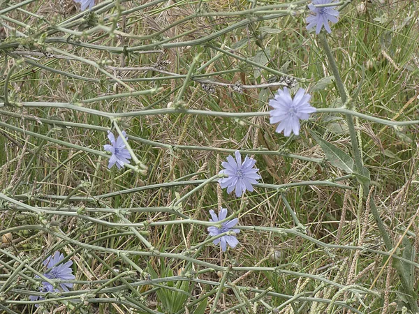 Flores Silvestres Que Estão Nas Margens Das Estradas Primavera — Fotografia de Stock