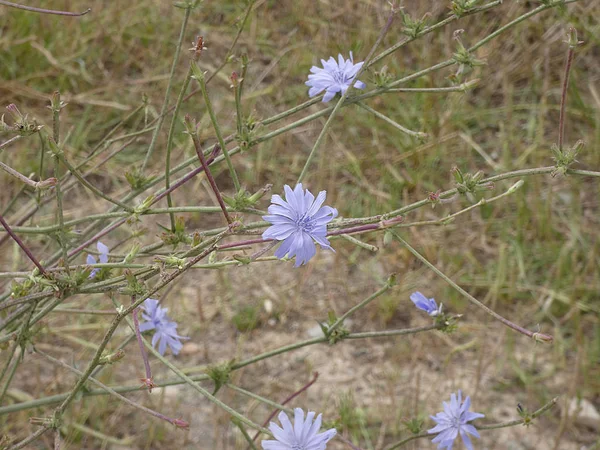 Fiori Campo Che Trovano Margini Delle Strade Primavera — Foto Stock