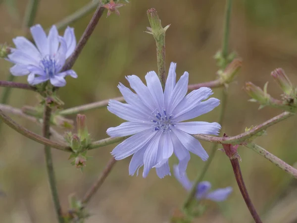 Flores Silvestres Que Están Los Márgenes Las Carreteras Primavera —  Fotos de Stock