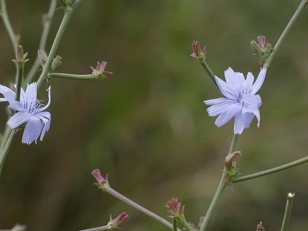 Flores Silvestres Que Están Los Márgenes Las Carreteras Primavera —  Fotos de Stock