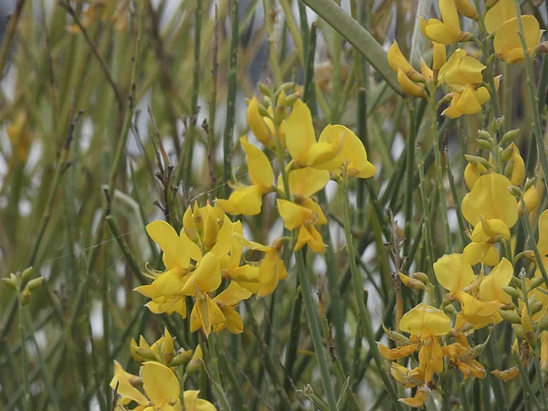 Tam Tozlaşma Sarı Renk Güzel Kır Çiçekleri Böylece Bitki Özellikle — Stok fotoğraf