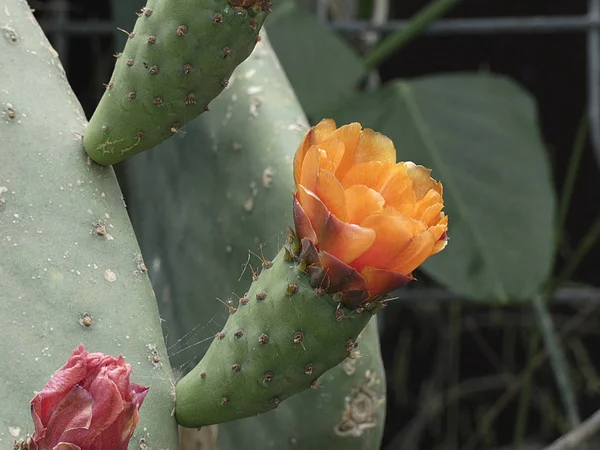 Prickly pear and prickly pear flowers with their thorns in the margin of a path