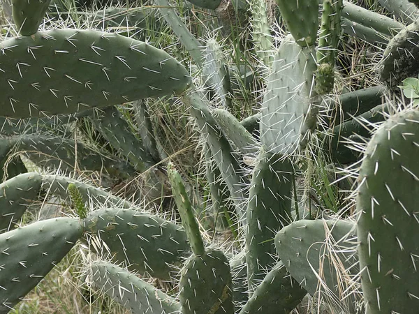 Prickly pear and prickly pear flowers with their thorns in the margin of a path