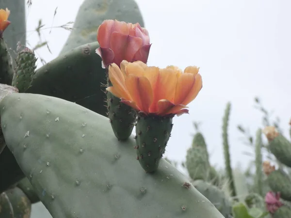 Prickly pear and prickly pear flowers with their thorns in the margin of a path