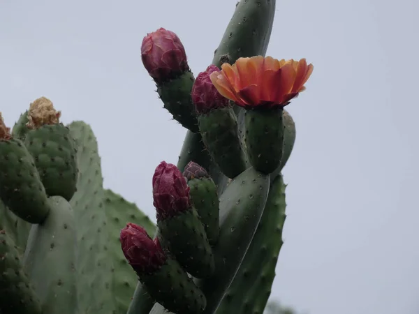 Prickly Päron Och Prickly Päron Blommor Med Sina Törnen Marginalen — Stockfoto