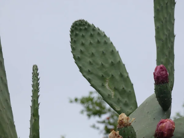 Prickly pear and prickly pear flowers with their thorns in the margin of a path