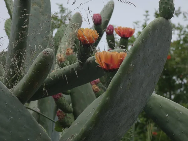 Prickly pear and prickly pear flowers with their thorns in the margin of a path