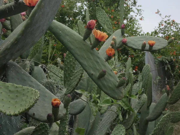 Prickly pear and prickly pear flowers with their thorns in the margin of a path