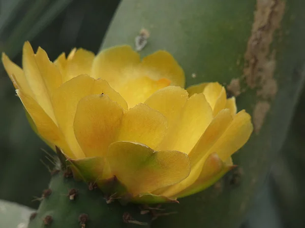 Prickly Pear Prickly Pear Flowers Thorns Margin Path — Stock Photo, Image