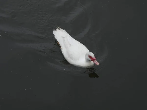 Albino Eend Rustig Zwemmen Wateren Van Een Rivier — Stockfoto