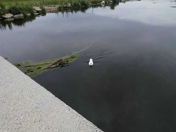 Pato Albino Nadando Calmamente Nas Águas Rio — Fotografia de Stock