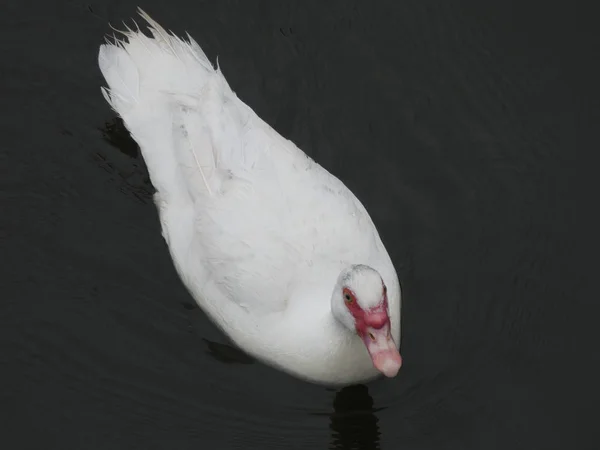 Pato Albino Nadando Calmamente Nas Águas Rio — Fotografia de Stock
