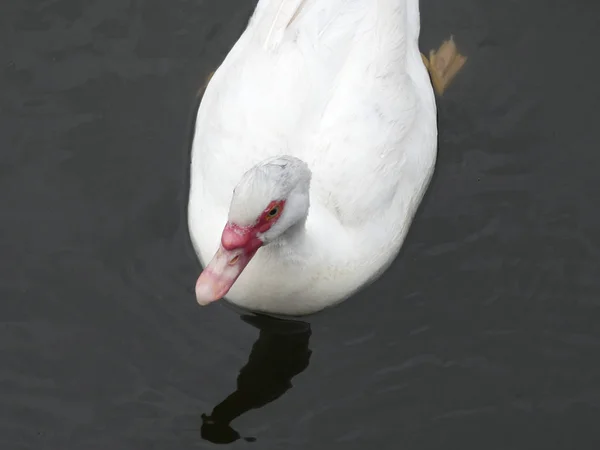 Pato Albino Nadando Calmamente Nas Águas Rio — Fotografia de Stock