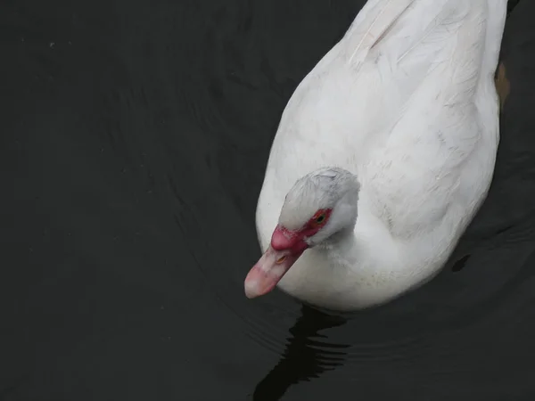 白化鸭 在河里平静地游泳 — 图库照片