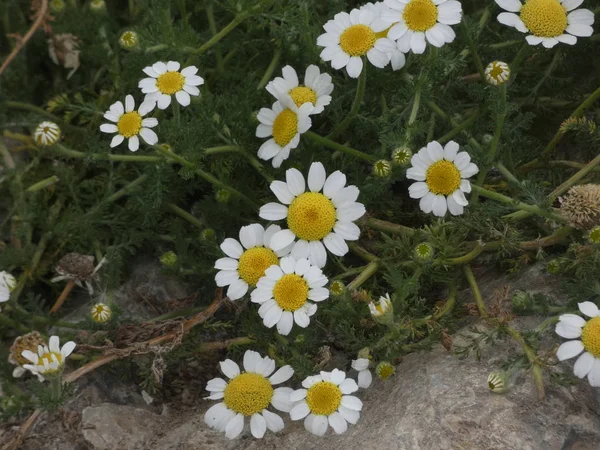 Bela Flor Amarela Selvagem Com Pétalas Brancas — Fotografia de Stock