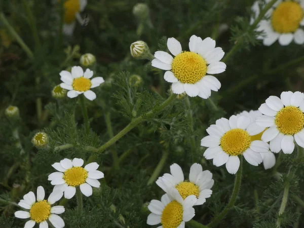 Vakre Gule Ville Blomst Med Hvite Blader – stockfoto