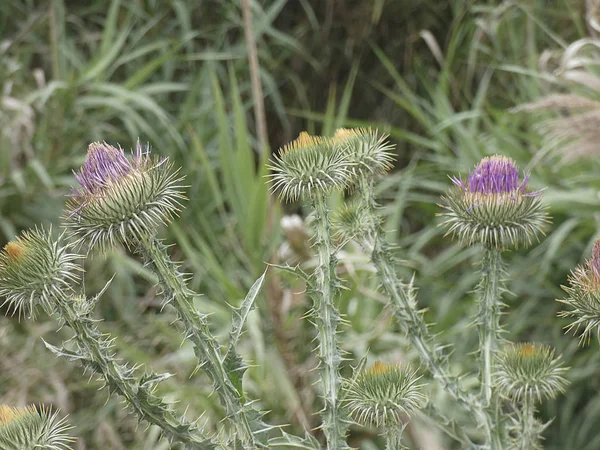 春の植物や野生の花は 食用であるか 注入で取ることができる — ストック写真