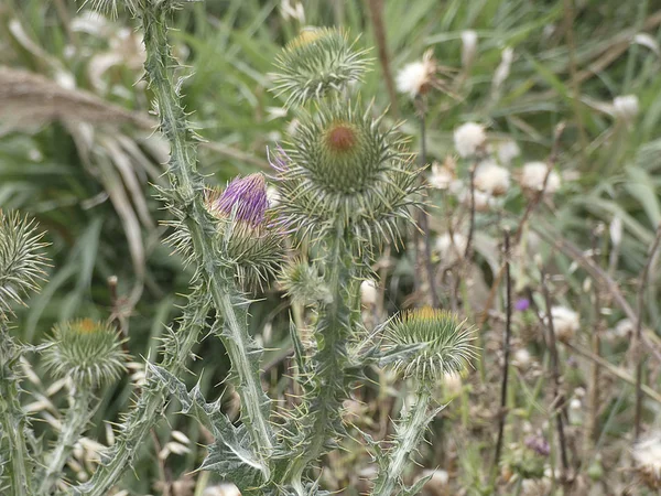 春の植物や野生の花は 食用であるか 注入で取ることができる — ストック写真