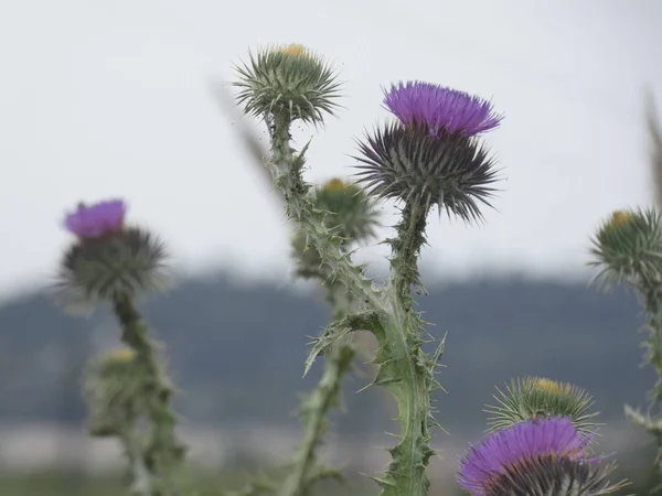 Planten Wilde Bloemen Lente Sommige Zijn Eetbaar Kunnen Worden Genomen — Stockfoto