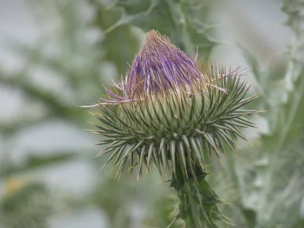 Plantas Flores Silvestres Primavera Algunas Son Comestibles Pueden Tomar Infusiones — Foto de Stock