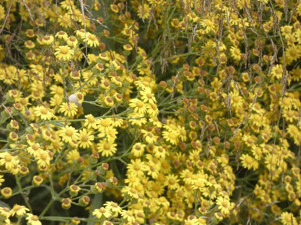 Plants Wild Flowers Spring Some Edible Can Taken Infusions — Stock Photo, Image