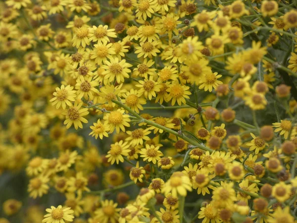 Plantas Flores Silvestres Primavera Algunas Son Comestibles Pueden Tomar Infusiones — Foto de Stock