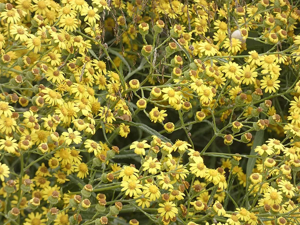 Haziran Ayı Boyunca Toplanan Sarı Çiçekler Kuru Belli Hastalıklara Iyi — Stok fotoğraf