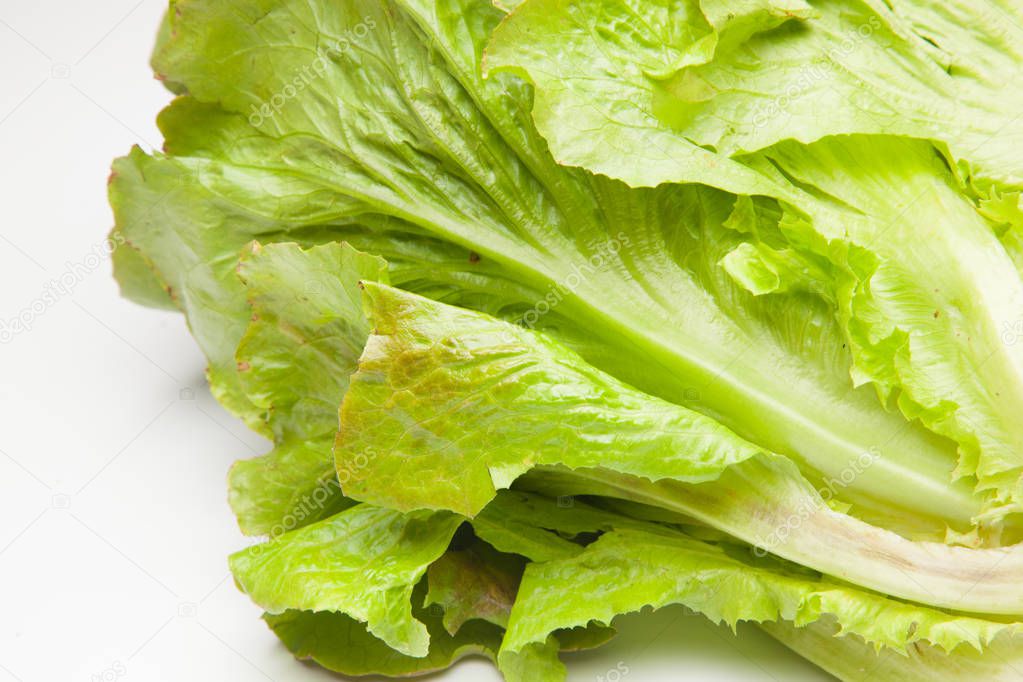 Lettuce freshly picked from the field that goes directly to the consumer.