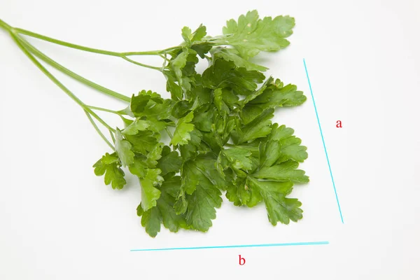 Parsley Urte Som Brukes Kjøkkenet Mange Oppskrifter Som Gir Aroma – stockfoto