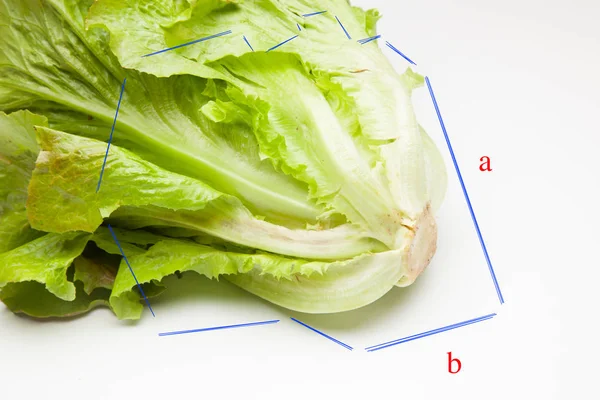 Salat Frisch Vom Feld Gepflückt Der Direkt Den Verbraucher Geht — Stockfoto