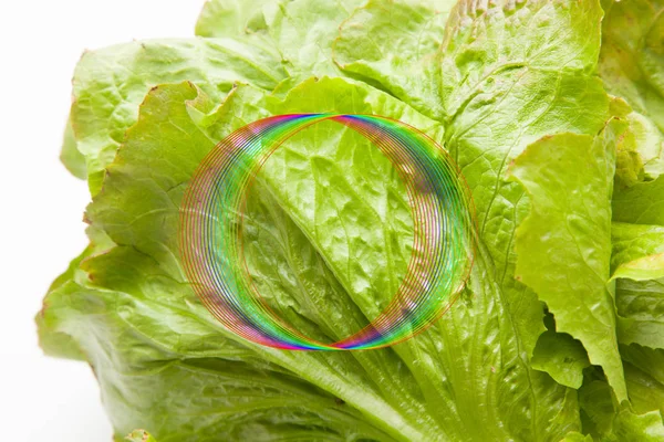 Salat Frisch Vom Feld Gepflückt Der Direkt Den Verbraucher Geht — Stockfoto