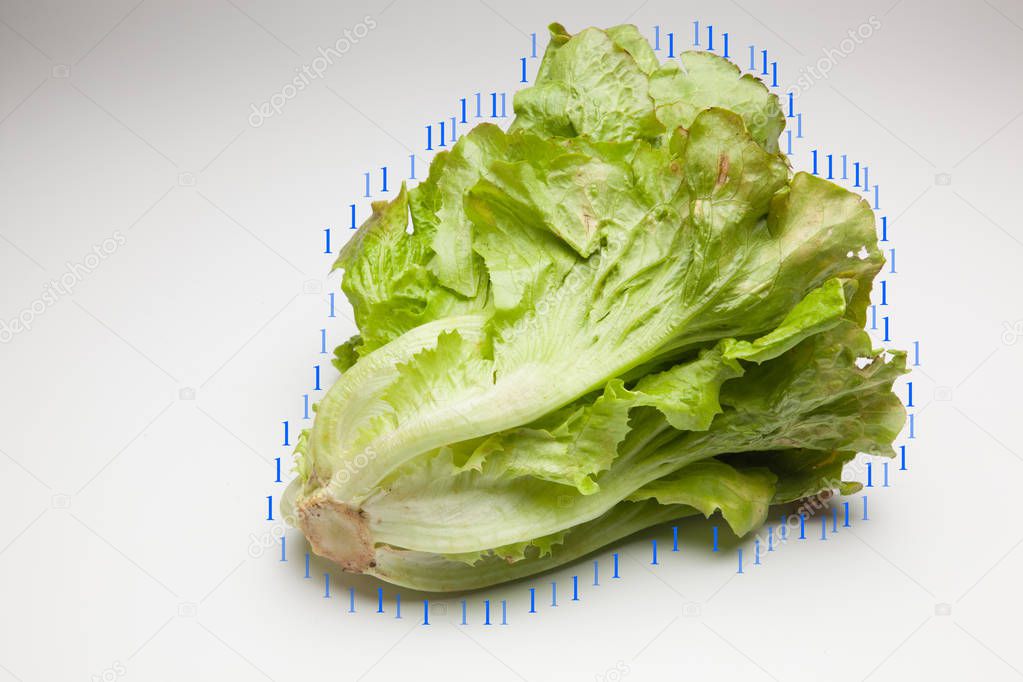 Lettuce freshly picked from the field that goes directly to the consumer.