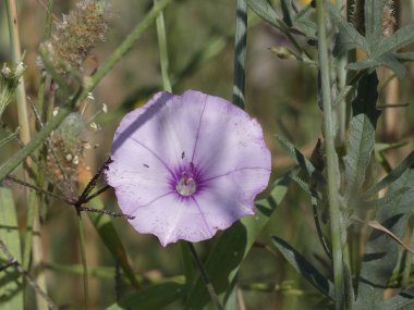 bir yol marjıbahar florets, böcekleri çekmek çeşitli renk ve aromalar