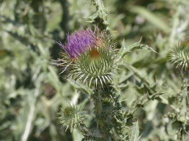 Baharda yabani devedikeni çiçeği