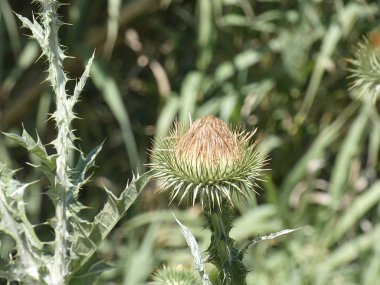 Baharda yabani devedikeni çiçeği