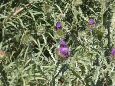 Baharda yabani devedikeni çiçeği