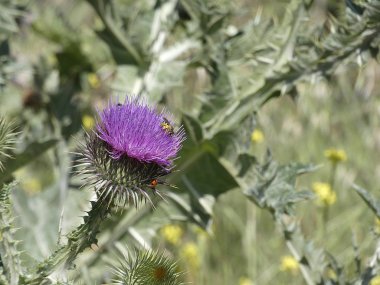 Baharda yabani devedikeni çiçeği