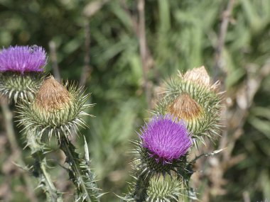 Baharda yabani devedikeni çiçeği