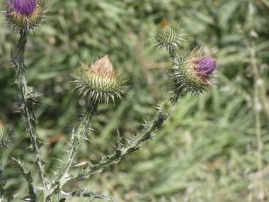 Baharda yabani devedikeni çiçeği
