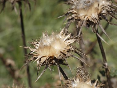 Baharda yabani devedikeni çiçeği