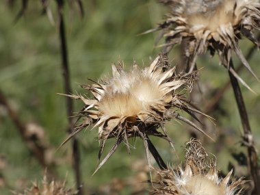 Baharda yabani devedikeni çiçeği