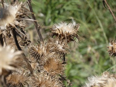 Baharda yabani devedikeni çiçeği