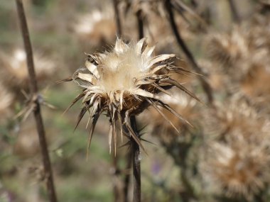 Baharda yabani devedikeni çiçeği